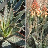 Aloe microstigma JLcoll.324